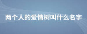 兩個人的愛情樹叫什么名字