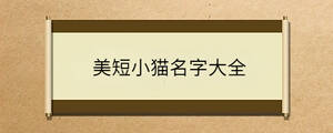 美短小貓名字大全